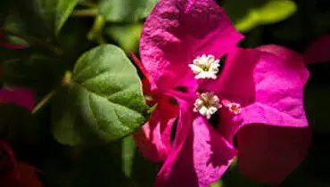 گل کاغذی غول‌پیکر؛ شکوفه‌های برزیلی در قامت سه‌متری+فیلم
