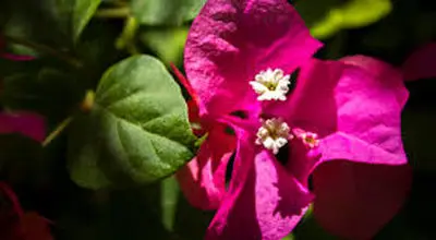 گل کاغذی غول‌پیکر؛ شکوفه‌های برزیلی در قامت سه‌متری+فیلم