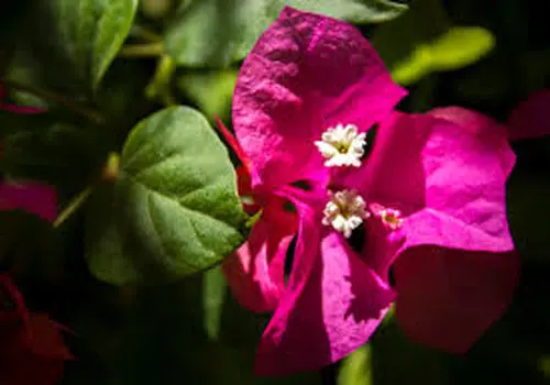 گل کاغذی غول‌پیکر؛ شکوفه‌های برزیلی در قامت سه‌متری+فیلم