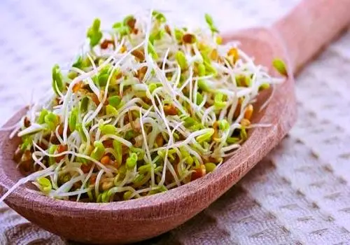 جوانه‌ای که زمان رو متوقف می‌کند! راز ویتامین جوانی فاش شد