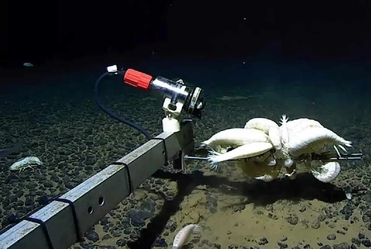 ساکن مرموز اقیانوس‌ها؛ جانوری شبح‌گونه در ژرفای آب‌ها + عکس