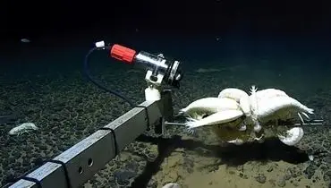 ساکن مرموز اقیانوس‌ها؛ جانوری شبح‌گونه در ژرفای آب‌ها + عکس