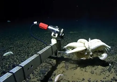 ساکن مرموز اقیانوس‌ها؛ جانوری شبح‌گونه در ژرفای آب‌ها + عکس