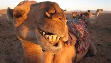 واکنش بامزه شتر به مزه لیموترش+ فیلم