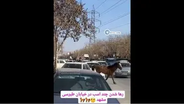 اسب‌ های سرگردان در خیابان های مشهد و وحشت شهروندان 