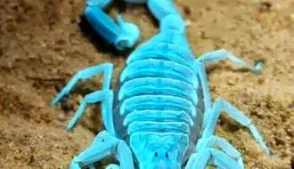 ۵ گونه از زیباترین عقرب‌های جهان را بشناسید + فیلم