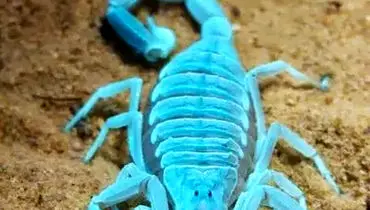 ۵ گونه از زیباترین عقرب‌های جهان را بشناسید + فیلم