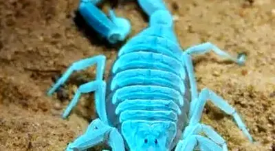 ۵ گونه از زیباترین عقرب‌های جهان را بشناسید + فیلم