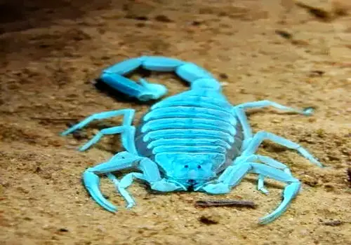 ۵ گونه از زیباترین عقرب‌های جهان را بشناسید + فیلم