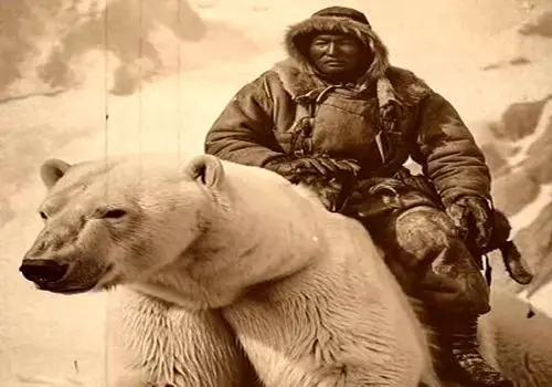حضور خرس های قطبی در ایستگاه هواشناسی روسیه+ تصاویر