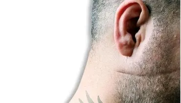 شرخرها به کسب و کار آنلاین ورود کردند