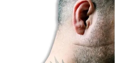 شرخرها به کسب و کار آنلاین ورود کردند