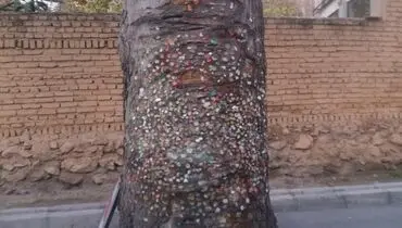 این درخت آدامسی در الهیه تهران سوژه شد + عکس