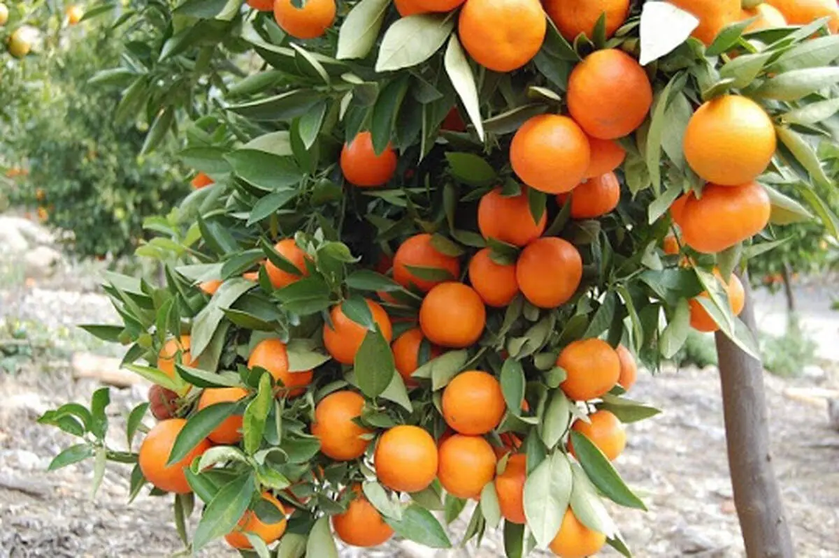 علت عجیب دور ریختن چندین تن نارنج در اسپانیا!+ فیلم