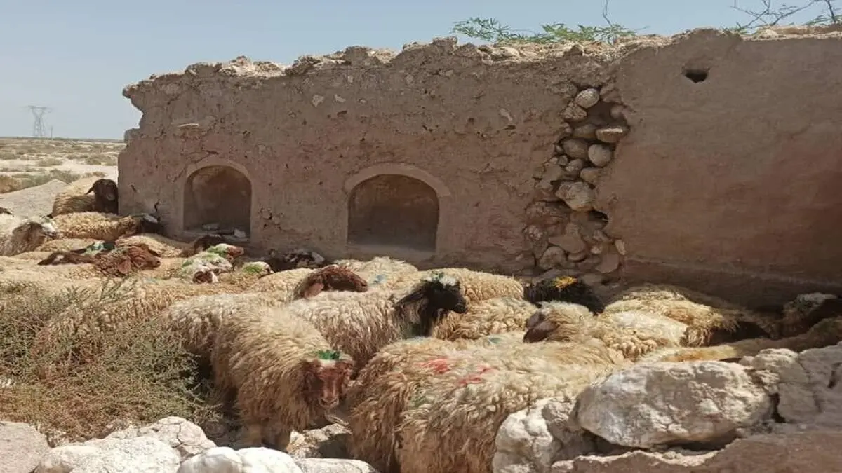 قیمت جدید دام زنده امروز۲۶آبان۱۴۰۴اعلام شد