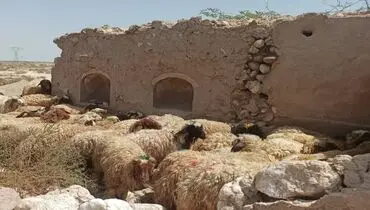 قیمت جدید دام زنده امروز۲۶آبان۱۴۰۴اعلام شد