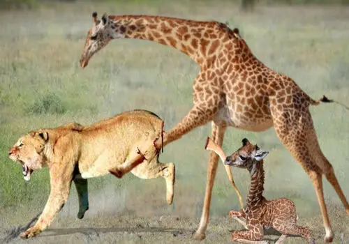 چرا زرافه‌ها گردن و پای چنین بلندی دارند؟