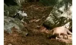 لحظه حمله غافلگیرکننده عقاب به روباه گرسنه در طبیعت