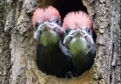 شکار نافرجام گربه