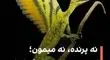 کشف یک خزنده عجیب ۲۴۷ میلیون ساله با ویژگی‌های ترکیبی پرندگان، میمون‌ها و دایناسورها

