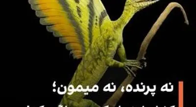 کشف یک خزنده عجیب ۲۴۷ میلیون ساله با ویژگی‌های ترکیبی پرندگان، میمون‌ها و دایناسورها

