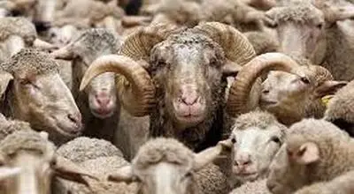 اعلام رسمی قیمت دام زنده در ۱۸ بهمن ۱۴۰۴؛ بررسی تغییرات نرخ گوسفند و گوساله به همراه جدول جزئیات