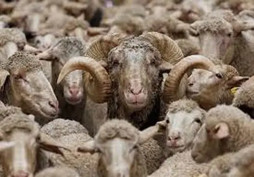 قطر: درخواست رسمی برای واردات گوسفند ایرانی به بازارهای خود