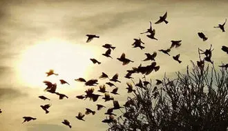 صحنه عجیب؛ سقوط دسته عظیم پرندگان + فیلم

