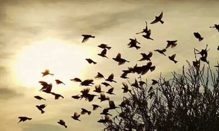 صحنه عجیب؛ سقوط دسته عظیم پرندگان + فیلم

