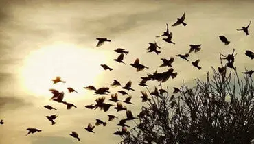 صحنه عجیب؛ سقوط دسته عظیم پرندگان + فیلم

