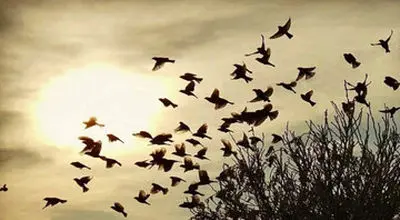 صحنه عجیب؛ سقوط دسته عظیم پرندگان + فیلم

