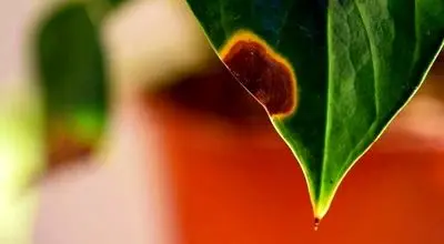 علت سیاه شدن نوک برگ گیاهان آپارتمانی