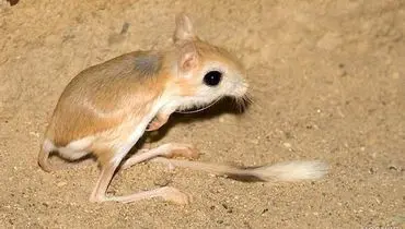 ثبت حضور یک گونه نادر از بز موش در شمال ایران + فیلم