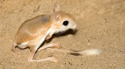 ثبت حضور یک گونه نادر از بز موش در شمال ایران + فیلم