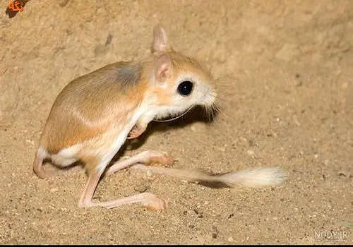 ثبت حضور یک گونه نادر از بز موش در شمال ایران + فیلم