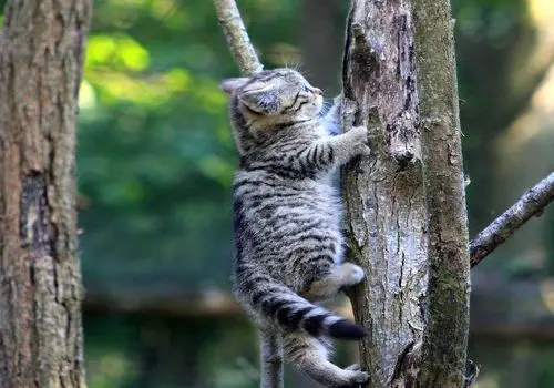 نجات معجزه‌آسای گربه محاصره‌شده توسط ۱۵ سگ؛ اشک‌های بعد از رهایی+فیلم