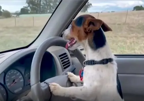 سگی که ۴۷ روزه رانندگی را مثل آب خوردن یاد گرفت+ فیلم