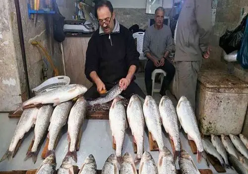 5 تفاوت مهم پسته اکبری و احمد آقایی
