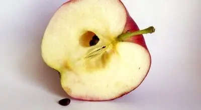 خوردن دانه سیب خطرناک است؟
