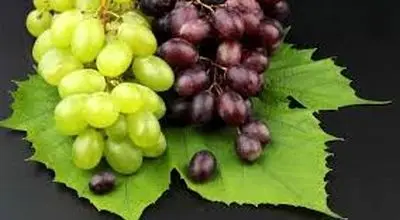 شرایط نگهداری انگور در سردخانه

