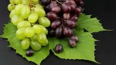 شرایط نگهداری انگور در سردخانه
