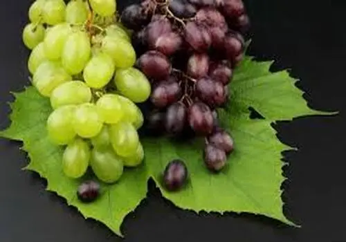 
بابونە؛ یک گیاە و هزار خاصیت
