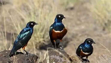
پرندگان هم دوست پیدا می‌کنند