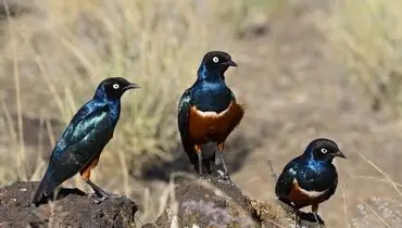 
پرندگان هم دوست پیدا می‌کنند