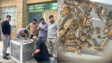 قاچاقچیان سنجاب‌های ایرانی در کردستان دستگیر شدند + فیلم