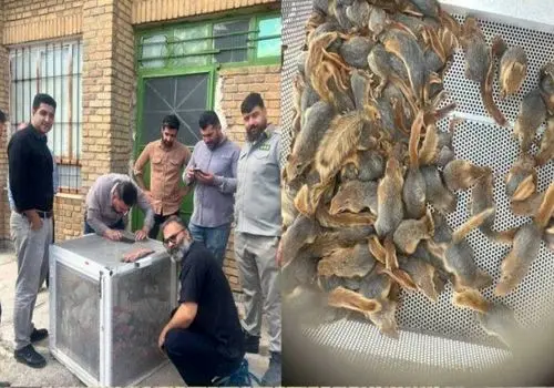 قاچاقچیان سنجاب‌های ایرانی در کردستان دستگیر شدند + فیلم