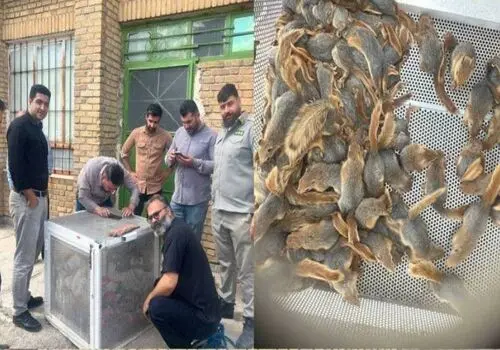 مبارزه شجاعانه سنجاب با مار کبرا برای نجات فرزندانش + فیلم