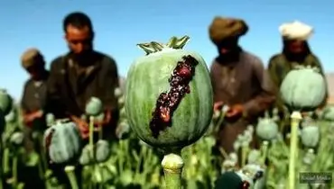 قیمت تریاک در افغانستان ده برابر شد