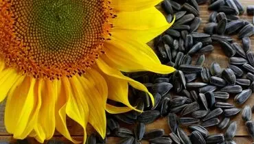 خواص تخمه آفتابگردان برای سلامتی