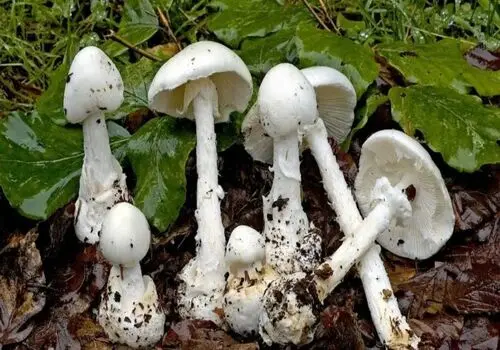 توقف ۲ کامیون پهپاد‌بر در کاکارضا لرستان توسط نیروهای مردمی+فیلم

